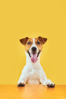 Mutlu, şaşırmış köpeğin portresi. Jack Russell Terrier 'ın kafasının tepesinde pençeleriyle boş altın masanın üzerinden bakıp diliyle gülümsüyor. Sarı arkaplanda kopyalama alanı olan kart şablonu veya Banner.