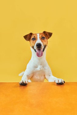 Mutlu, şaşırmış köpeğin portresi. Jack Russell Terrier 'ın kafasının tepesinde pençeleriyle boş altın masanın üzerinden bakıp diliyle gülümsüyor. Sarı arkaplanda kopyalama alanı olan kart şablonu veya Banner.
