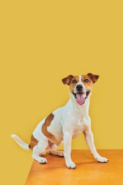 Mutlu, şaşırmış köpeğin portresi. Jack Russell Terrier 'ın kafasının tepesinde pençeleriyle boş altın masanın üzerinden bakıp diliyle gülümsüyor. Sarı arkaplanda kopyalama alanı olan kart şablonu veya Banner.