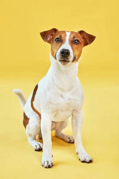 귀여운 강아지 테리어의 초상화 노란색 배경에 강아지 텍스트의 — 스톡 사진