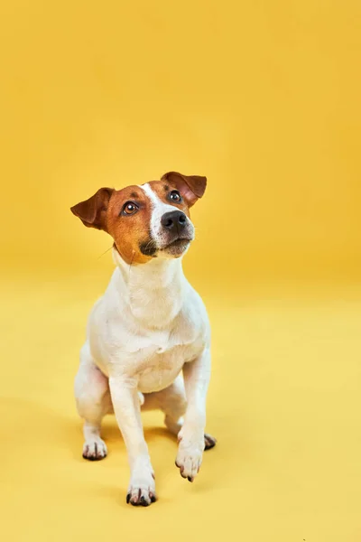 Portret Uroczego Zabawnego Psa Jacka Russella Terriera Szczęśliwy Pies Siedzi — Zdjęcie stockowe