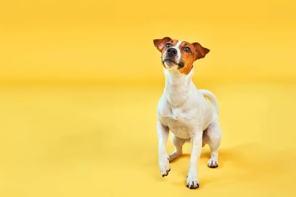 Portret Uroczego Zabawnego Psa Jacka Russella Terriera Szczęśliwy Pies Siedzi — Zdjęcie stockowe