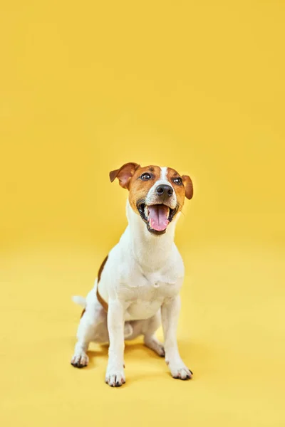 Portrait Cute Funny Dog Jack Russell Terrier Happy Dog Sitting — Stock Photo, Image