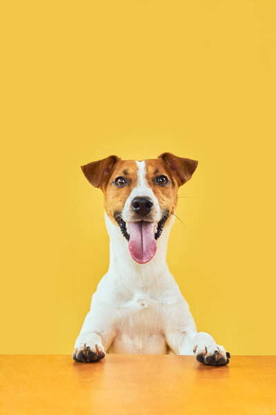 Портрет счастливой удивлённой собаки. Верхушка головы Джека Рассела Терьера с поднятыми лапами, подглядывающая за пустым золотым столом, улыбающаяся языком. Шаблон карточки или баннер с местом для копирования на желтом фоне.