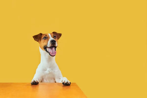 Retrato Happy Sorprendido Perro Parte Superior Cabeza Jack Russell Terrier —  Fotos de Stock