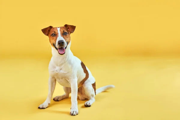 Portrét Roztomilého Vtipného Psa Jacka Russella Teriéra Šťastný Pes Sedí Stock Snímky