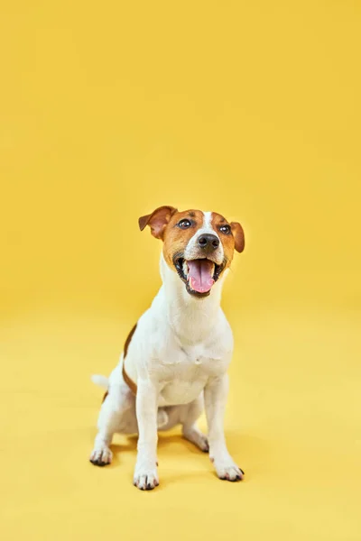 Retrato Cão Engraçado Bonito Jack Russell Terrier Cão Feliz Sentado Fotografias De Stock Royalty-Free