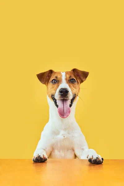 Retrato Feliz Cão Surpreso Topo Cabeça Jack Russell Terrier Com Fotos De Bancos De Imagens Sem Royalties