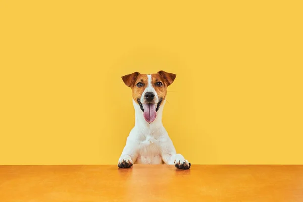 Portret Szczęśliwego Zaskoczonego Psa Głowa Jacka Russella Terriera Łapami Górze Obrazek Stockowy
