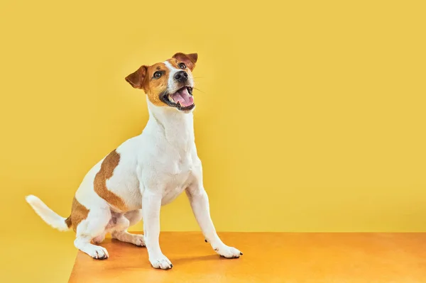 かわいい面白い犬のジャック ラッセル テリアの肖像 明るい流行の黄色の背景に座ってハッピー犬 テキストのためのフリースペース ロイヤリティフリーのストック画像