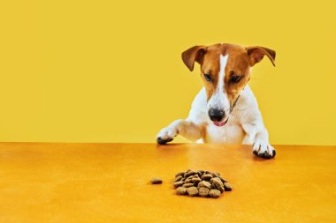 Jack Russell Terrier köpeği masadan yemek yer. Komik Aç Köpek portresi Sarı arka planda masadaki köpek mamasına bakıyor