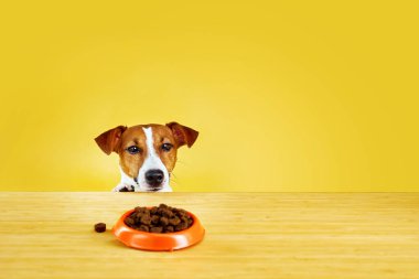 Jack Russell Terrier köpeği masadan yemek yer. Masanın üzerindeki tabağa bakarken Sarı arka planda Aç Köpek portresi