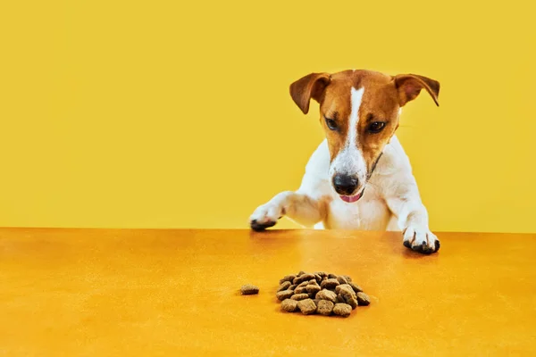 Jack Russell terrier dog eat meal from a table. Funny Hungry dog portrait with tongue on Yellow background looking at the dog food on the table