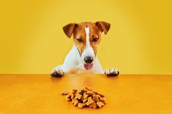 ジャック ラッセル テリアの犬はテーブルから食事をする 面白い空腹犬の肖像画で舌上黄色の背景に犬の食べ物をテーブルの上に見て ストック画像