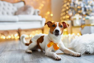 Mutlu Noeller ve mutlu yıllar. Jack Russell Terrier 'ın özel bir evdeki köpeği. Şirin ve komik Jack Russell Terrier tatilini evde bekliyor..