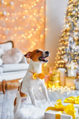 Mutlu Noeller ve mutlu yıllar. Hediyelerin arasında turuncu papyonlu Jack Russell Terrier köpeği oturuyor. Şirin ve komik Jack Russell Terrier tatilini evde bekliyor..