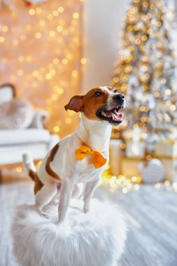 Mutlu Noeller ve mutlu yıllar. Jack Russell Terrier 'ın özel bir evdeki köpeği. Şirin ve komik Jack Russell Terrier tatilini evde bekliyor..