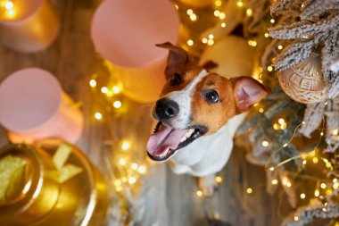 Mutlu Noeller ve mutlu yıllar. Jack Russell Terrier köpeğinin Xmas Tree 'nin altındaki hediyelerin arasından görüntüsü. Sevimli, gülümseyen ve komik Jack Russell Terrier bayramı bekliyor.