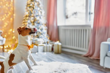 Mutlu Noeller ve mutlu yıllar. Hediyelerin arasında Jack Russell Terrier köpeği oturuyor. Şirin ve komik Jack Russell Terrier tatilini evde bekliyor..