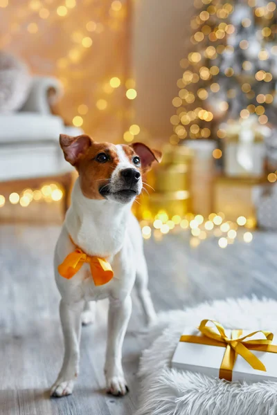 Рождеством Новым Годом Собака Джека Рассела Терьера Сидит Среди Подарков — стоковое фото