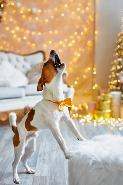 メリークリスマスとハッピーニューイヤー オレンジ色の弓のネクタイのバーキングジャックラッセルテリア犬は贈り物の間に座っています かわいいと面白いジャックラッセルテリアは自宅で休日を待っています — ストック写真
