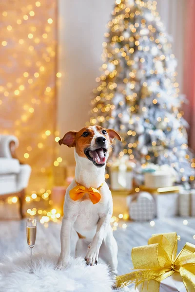 メリークリスマスとハッピーニューイヤー オレンジ色のボウタイのジャック ラッセル テリア犬がプレゼントの中に座っています かわいいと面白いジャックラッセルテリアは自宅で休日を待っています — ストック写真