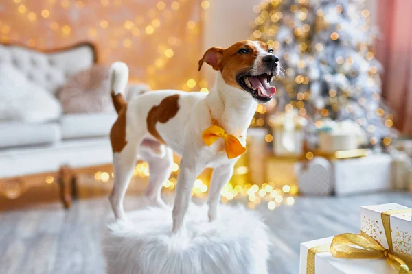 メリークリスマスとハッピーニューイヤー オレンジ色のボウタイのジャック ラッセル テリア犬がプレゼントの中に座っています かわいいと面白いジャックラッセルテリアは自宅で休日を待っています — ストック写真