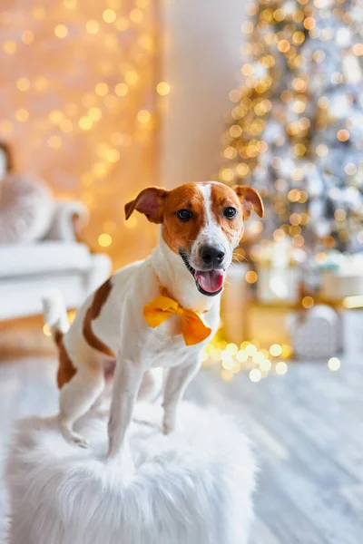メリークリスマスとハッピーニューイヤー ジャック ラッセル テリア犬は お祝いの家のインテリアでオレンジの弓のネクタイをしています かわいいと面白いジャックラッセルテリアは自宅で休日を待っています — ストック写真
