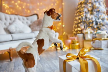 Mutlu Noeller ve mutlu yıllar. Jack Russell Terrier köpeği Noel ağacına bakıyor. Şirin ve komik Jack Russell Terrier tatilini evde bekliyor..