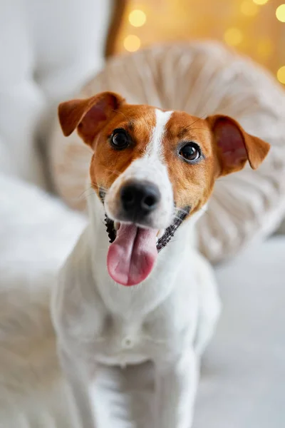 Frohe Weihnachten Großaufnahme Porträt Des Niedlichen Lächelnden Jack Russell Terrier lizenzfreie Stockfotos