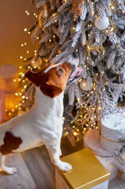 Mutlu Noeller ve mutlu yıllar. Jack Russell Terrier köpeği Noel ağacına bakıyor. Şirin ve komik Jack Russell Terrier tatilini evde bekliyor..