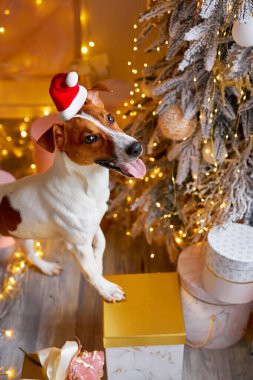 Mutlu Noeller ve mutlu yıllar. Noel Baba şapkalı Jack Russell Terrier köpeği Noel ağacına bakıyor. Şirin ve komik Jack Russell Terrier tatilini evde bekliyor..