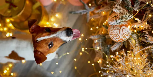 Merry Christmas Happy New Year View Jack Russell Terrier Dog — Stock Photo, Image
