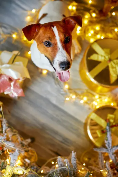 Щасливого Різдва Нового Року Вид Зверху Собаку Джека Рассела Тер — стокове фото