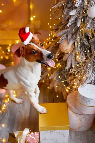 メリークリスマスとハッピーニューイヤー サンタハットのジャック ラッセル テリア犬がクリスマスツリーを見ています かわいいと面白いジャックラッセルテリアは自宅で休日を待っています — ストック写真