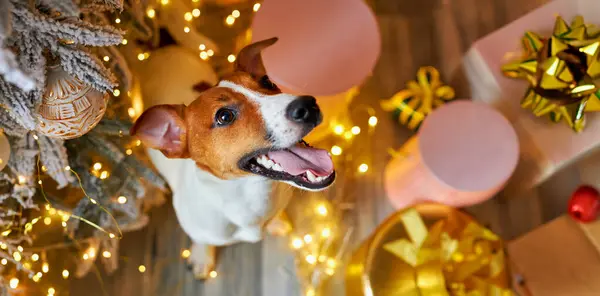 Mutlu Noeller Mutlu Yeni Yıl Afişleri Jack Russell Terrier Köpeğinin Stok Resim