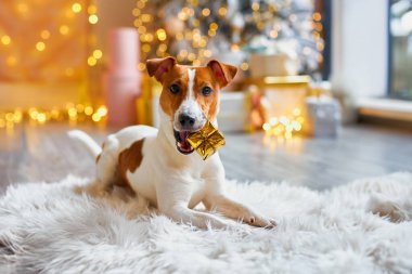 Noel hazırlığı, yeni yıl dekorasyonu, Noel hediyeli bir köpek. Şirin ve komik Jack Russell Terrier tatilini evde bekliyor..