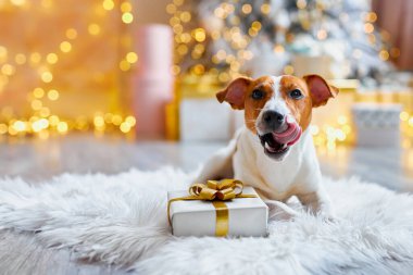 Mutlu Noeller ve mutlu yıllar. Jack Russell Terrier köpeği hediyelerin arasında dudaklarını yalıyor. Şirin ve komik Jack Russell Terrier tatilini evde bekliyor..