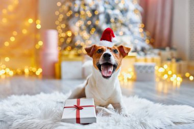 Mutlu Noeller ve mutlu yıllar. Hediyelerin arasında Noel Baba şapkalı Jack Russell Terrier köpeği oturuyor. Sevimli ve komik Jack Russell Terrier Noel Baba şapkalı evde tatil için bekliyor..