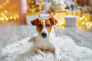 Mutlu Noeller ve mutlu yıllar. Hediyelerin arasında Jack Russell Terrier köpeği oturuyor. Şirin ve komik Jack Russell Terrier tatilini evde bekliyor..