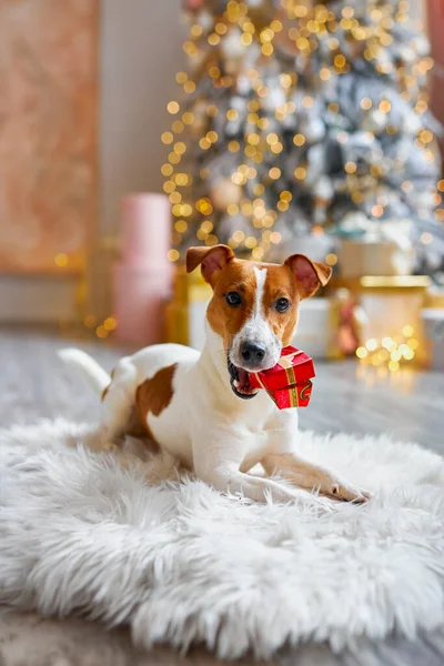 クリスマスの準備 新年の装飾 クリスマスプレゼント付きの犬 かわいいと面白いジャックラッセルテリアは自宅で休日を待っています — ストック写真