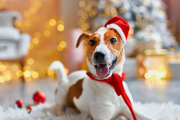 メリークリスマスとハッピーニューイヤー ジャック ラッセル テリア犬がXmasボールの間に座っている サンタハットでかわいいと面白いジャックラッセルテリアが自宅で休日を待っています — ストック写真