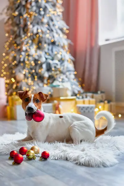 Preparando Para Natal Decoração Ano Novo Cão Com Bolas Natal — Fotografia de Stock