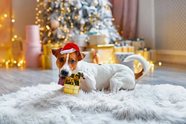 メリークリスマスとハッピーニューイヤー ジャック ラッセル テリア犬が贈り物の中に座っている サンタハットでかわいいと面白いジャックラッセルテリアが自宅で休日を待っています — ストック写真