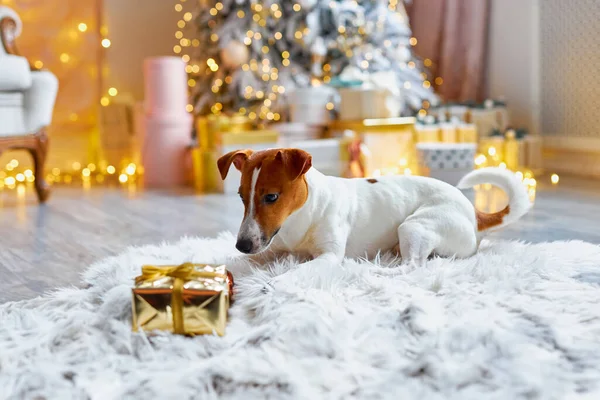 Merry Christmas Happy New Year Jack Russell Terrier Dog Looking — Stock Photo, Image