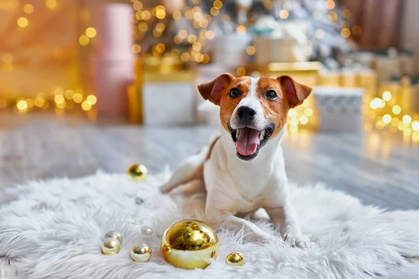 クリスマスの準備 新年の装飾 クリスマスボールのある犬 かわいいと面白いジャックラッセルテリアは自宅で休日を待っています — ストック写真
