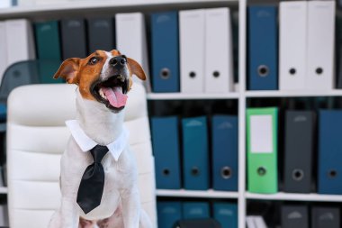 Köpek Jack Russell Terrier, gözlük takan akıllı bir iş köpeği ve iç ofis masasında oturan bir kravat. Patron evcil hayvanın komik tasviri..