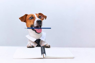 Zarif ve zeki Jack Russell siyah kravatlı teriyer köpeği masada ağzında kalemle oturuyor.