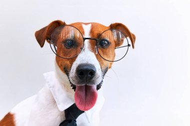 Gözlüklü, gömlekli ve beyaz arka planda siyah kravatlı zarif ve zeki bir köpeğin yakın plan portresi..