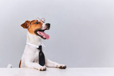 Jack Russell teriyer köpeği, gözlüklü ve siyah, beyaz arka planda, masa başında oturuyor. Boşluğu kopyala